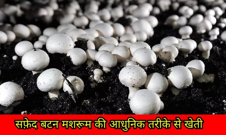 Button Mushroom Farming
