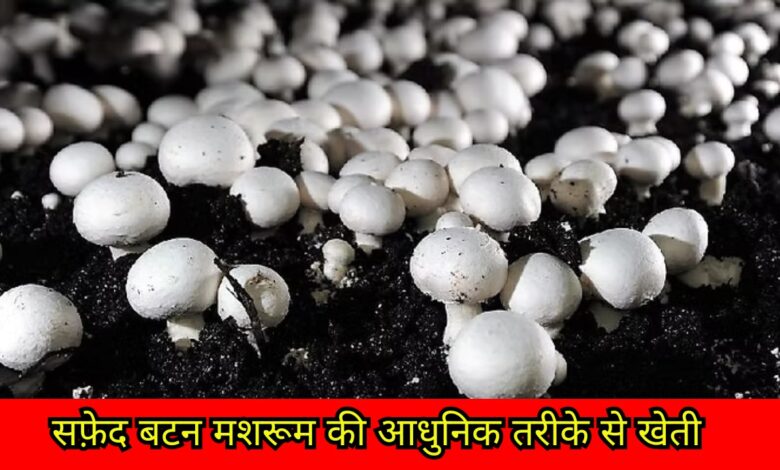 Button Mushroom Farming