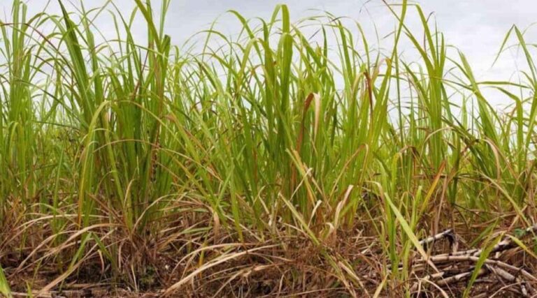 Cane_03.jpg