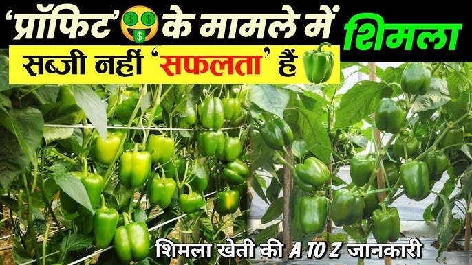 Capsicum farming