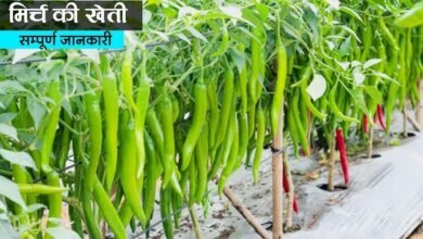 Chili Cultivation