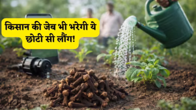 Cloves Farming