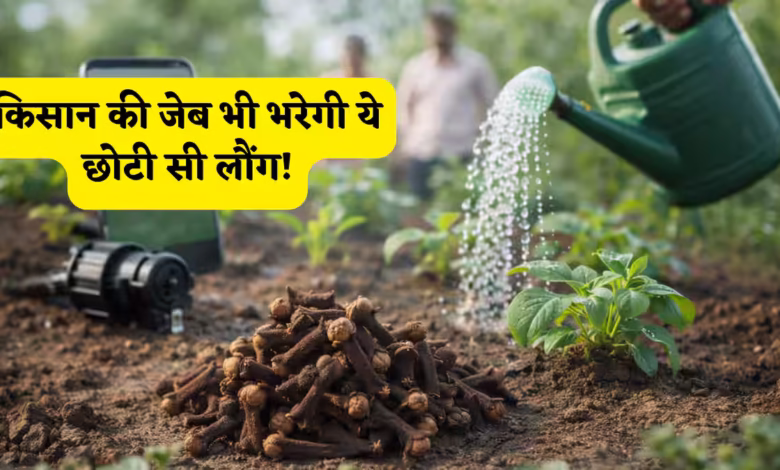 Cloves Farming
