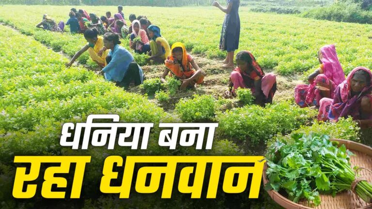 Coriander Cultivation
