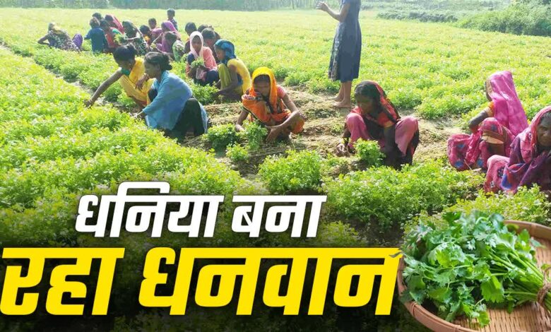 Coriander Cultivation