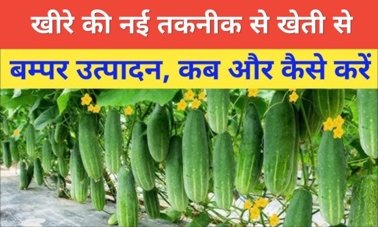 Cucumber Cultivation