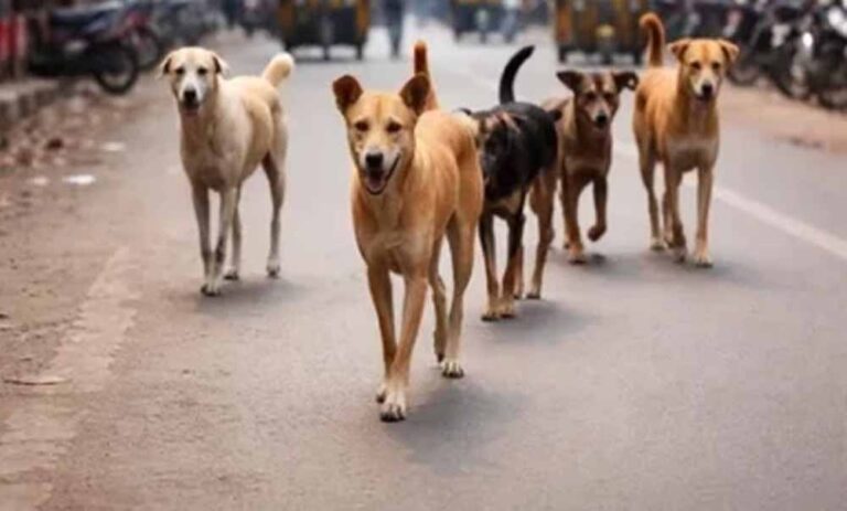 Dog_02.jpg