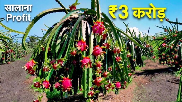 Dragon Fruit Cultivation