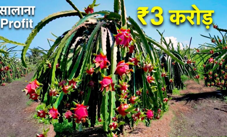 Dragon Fruit Cultivation
