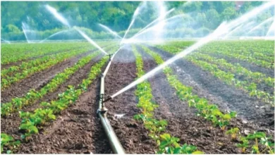 Drip Sprinkler System
