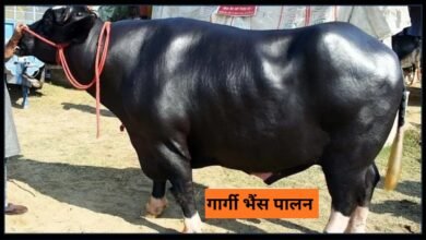 Gargi Buffalo