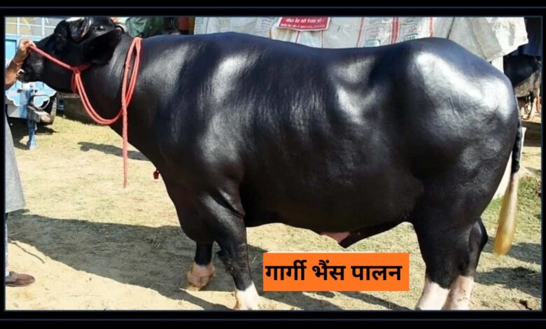 Gargi Buffalo