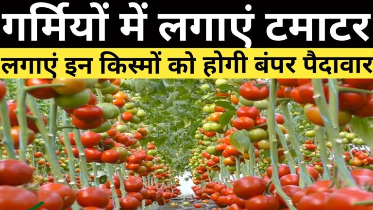 Garma Tomato Cultivation