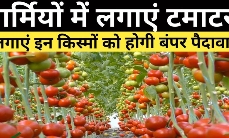 Garma Tomato Cultivation