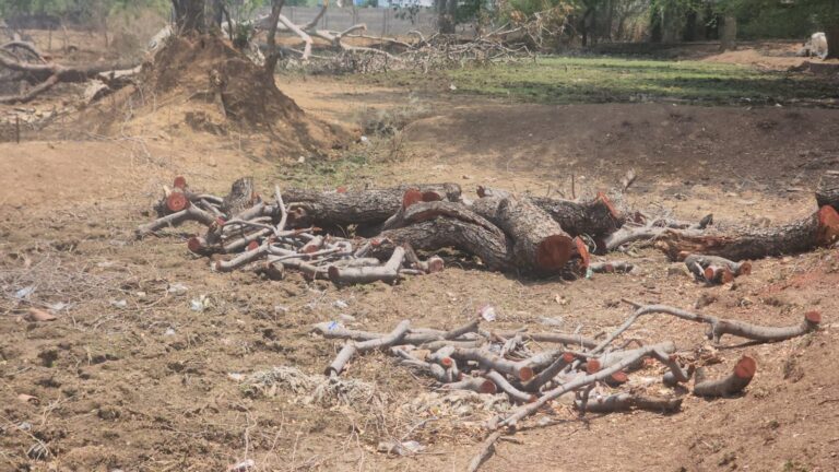 Rajnandgaon: पुराने पेड़ों की कटाई, वन विभाग पर उठे सवाल