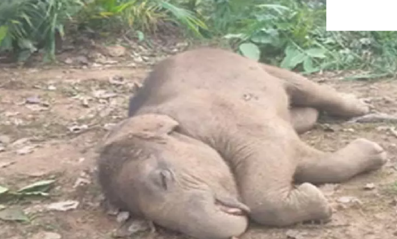 CG : डेम में हाथी शावक की डूबने से मौत …