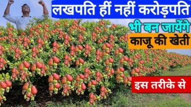 Mango-Cashew Cultivation