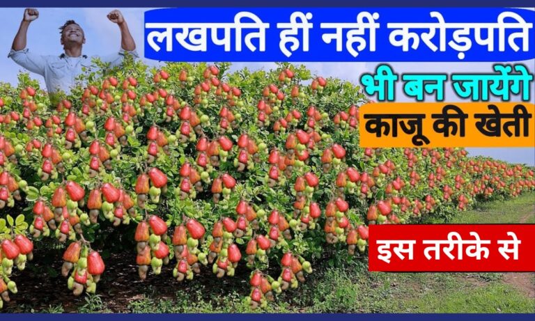 Mango-Cashew Cultivation