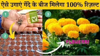 Marigold Cultivation