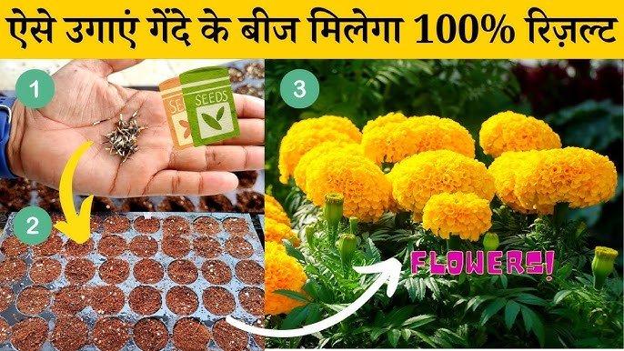 Marigold Cultivation