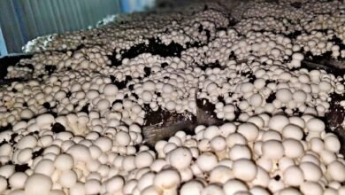 Mushroom Cultivation