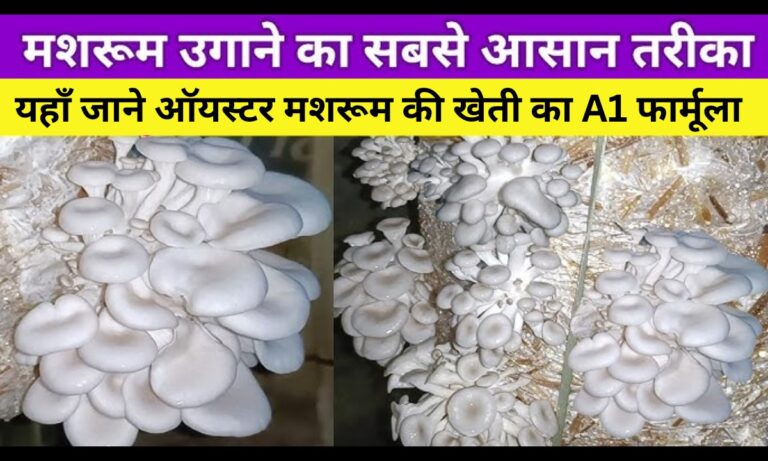 Mushroom Cultivation