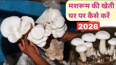 Mushroom Farming