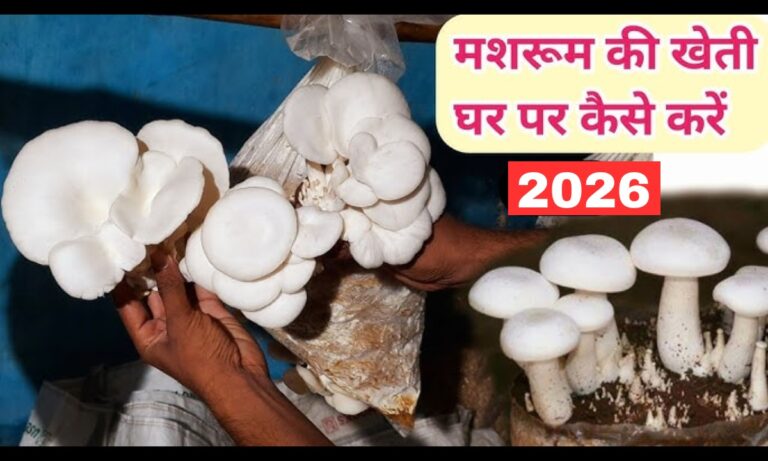 Mushroom Farming