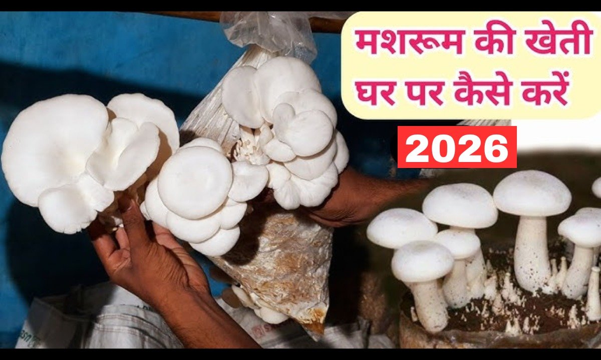 Mushroom Farming