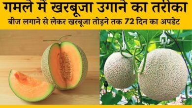 Muskmelon Cultivation