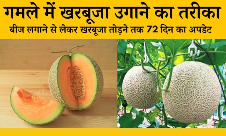 Muskmelon Cultivation