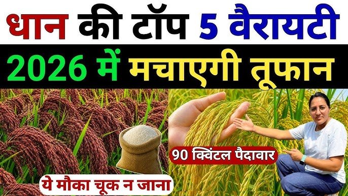 New Variety of Rice