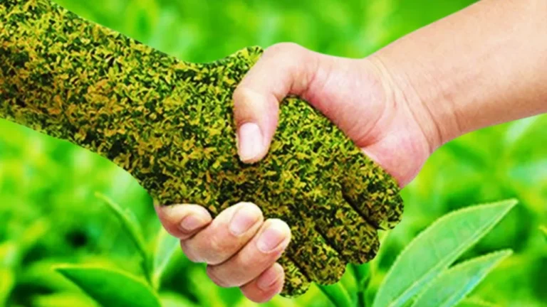 Organic Fertilizer