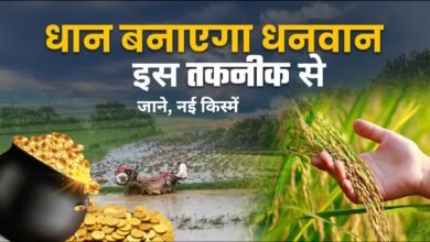 Paddy Farming Tips