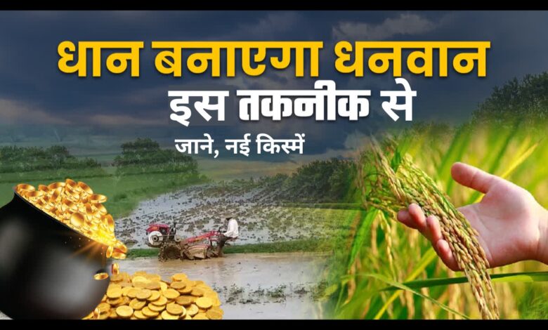 Paddy Farming Tips