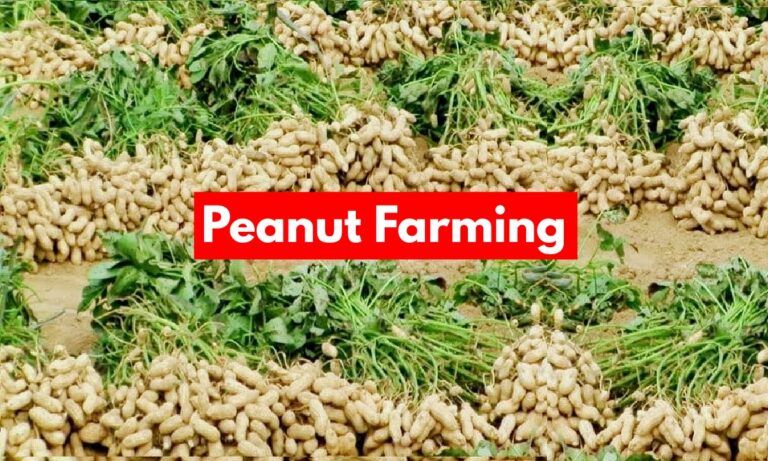 Peanut Farming
