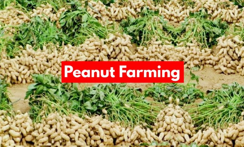 Peanut Farming