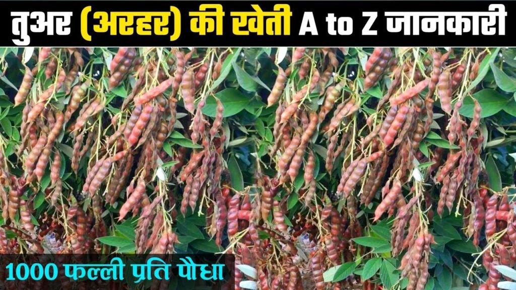 Pigeon Pea Cultivation