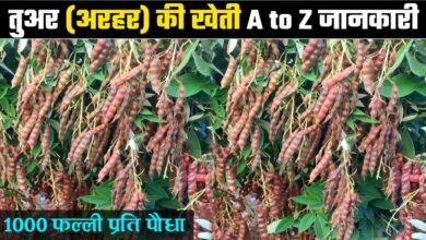 Pigeon Pea Cultivation