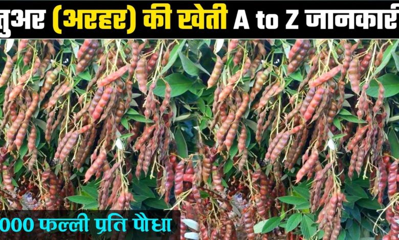 Pigeon Pea Cultivation