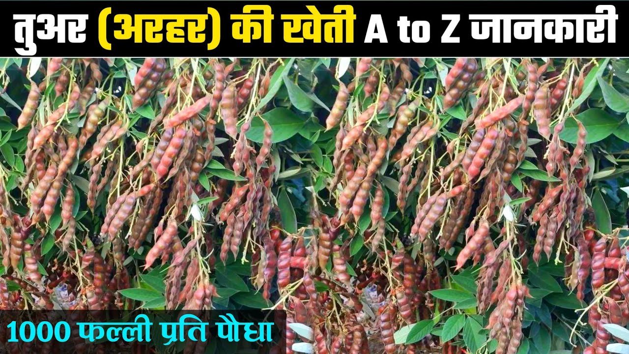 Pigeon Pea Cultivation