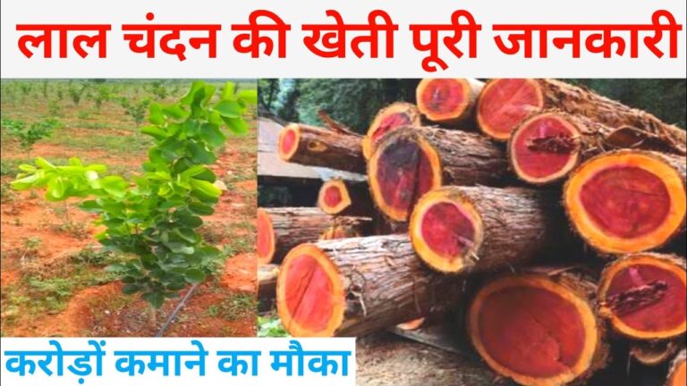 Sandalwood Cultivation