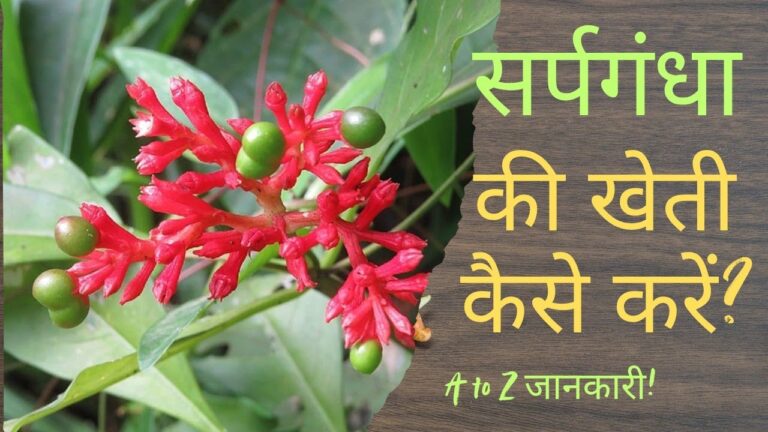 Sarpagandha Farming