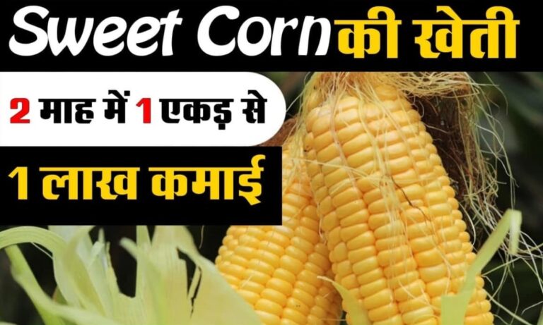 Sweet Corn Cultivation