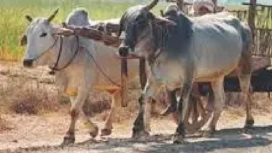 CG : बैलगाड़ी के इस्तेमाल पर कलेक्टर ने लगाई रोक …