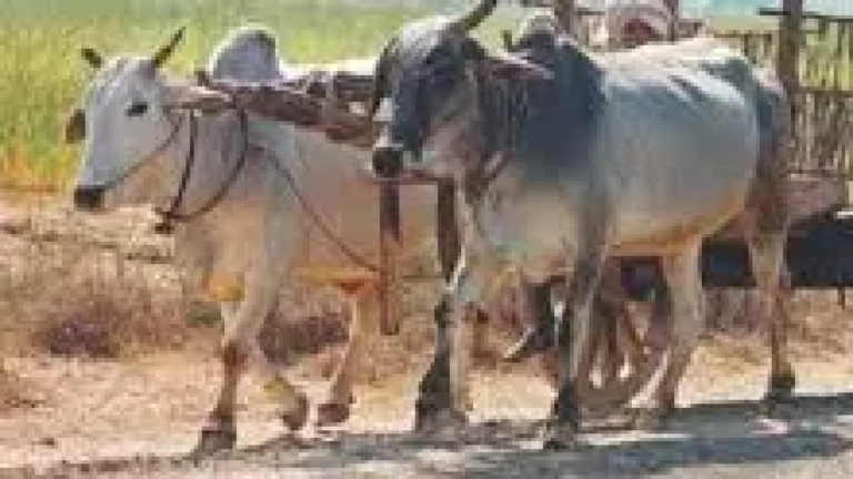 CG : बैलगाड़ी के इस्तेमाल पर कलेक्टर ने लगाई रोक …
