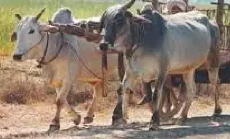CG : बैलगाड़ी के इस्तेमाल पर कलेक्टर ने लगाई रोक …