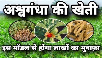Vallabh Ashwagandha-1