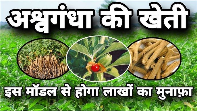 Vallabh Ashwagandha-1