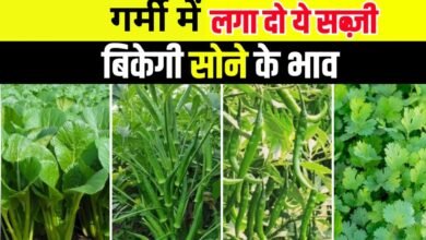 Vegetable Farming